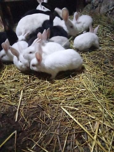 купить собаку пекинес: Продаю | Крольчата | Для разведения | Племенные — 6