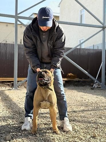 малинуа собака: Порода: собака крупного/средне-крупного типа с мощным костяком и — 2