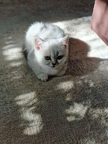 котята сиамской кошки: Скотиш Страйт (Шотландская прямоухая), 2 месяца, Мальчик, Рыжий, Приучена к лотку — 4