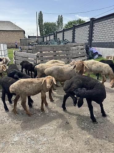 зоосалон "грумира" бишкек: Продаю баран только оптом — 4