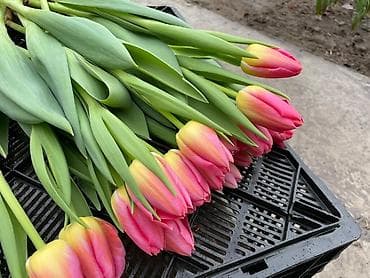 цветочный подставка: 🌸 Весна уже близко 🌸 Принимаю предзаказы на свежие букеты из тюльпанов — 1