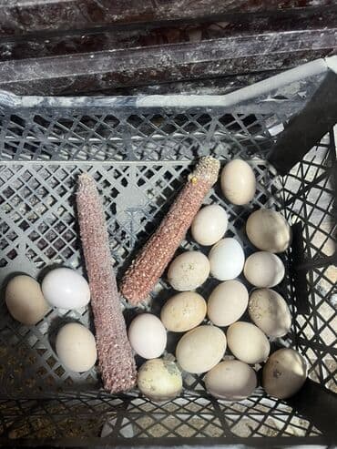 пакеты крафтовые: Продаю инкубационные яйца Дакана Бойцовых кур петухов - — 1
