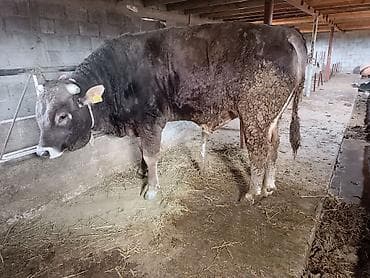 собака питбуль: Продаю | Бык (самец) | На откорм | Привязанные — 3