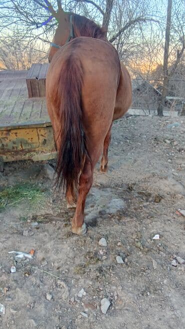 отдам собаку в хорошие руки бишкек: Продаю | Жеребец | Дончак | Конный спорт — 2