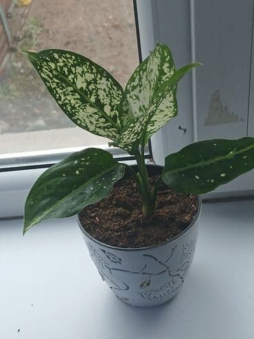 букет из курута: Аглонема 250сом — 2