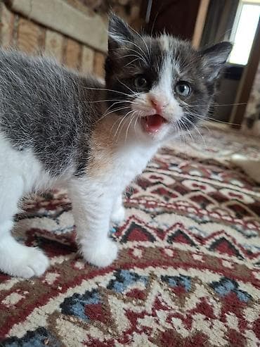 собаки собаки: Котята трёхцветные две девочки . возврат полтора месяца . кушают — 2