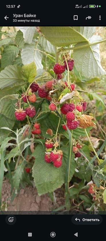 Семена и саженцы: Продаю рассаду малины сорт Геракл местный сорт ремонтантные — 3