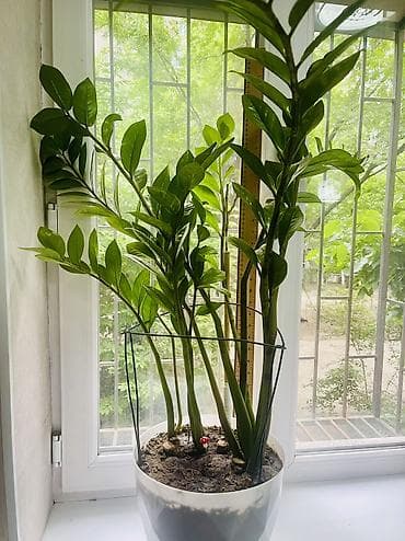 замиокулькас: Продаётся крупный Замиокулькас (долларовое дерево) 🌿 Красивый — 1