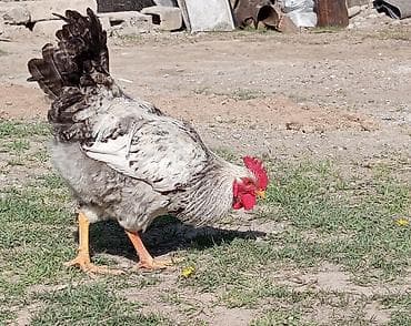 Продаю | Петух | Для разведения