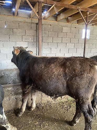 бычки телята: Продаю | Бык (самец) | На откорм — 1