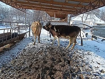 сена пресс: Продаю | Бык (самец) | Полукровка | На откорм | Привязанные — 8