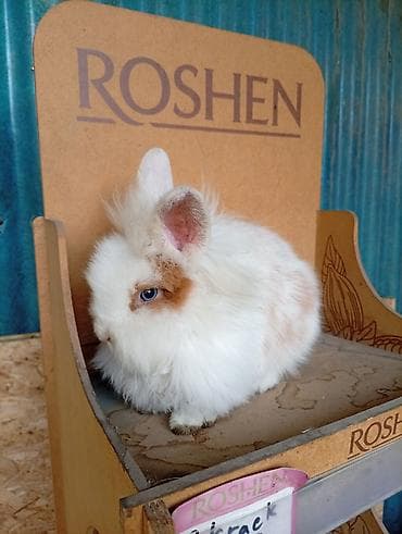 собака девочка: Кролик самец львиное голова с окрасом, сочетающим белый и — 1