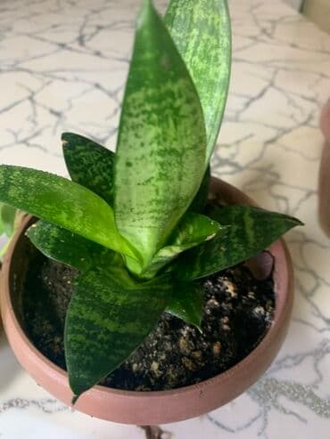 оптом овощи и фрукты: Комнатные растения в горшках
Дешево — 21