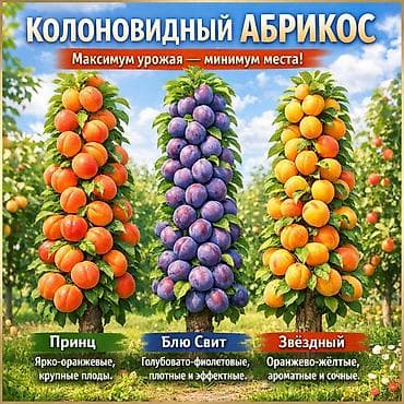 доч: Https://t.me/blooming_garden_kg В наличии долгожданные саженцы — 9