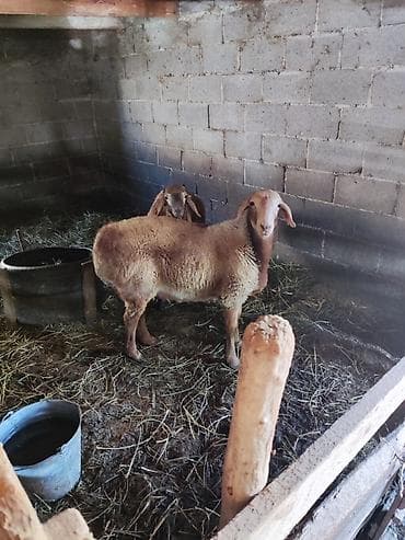 Продаю | Овца (самка) | На забой