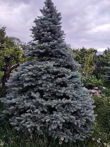 шайн мускат саженцы: Саженцы деревьев: Ели, Самовывоз — 5