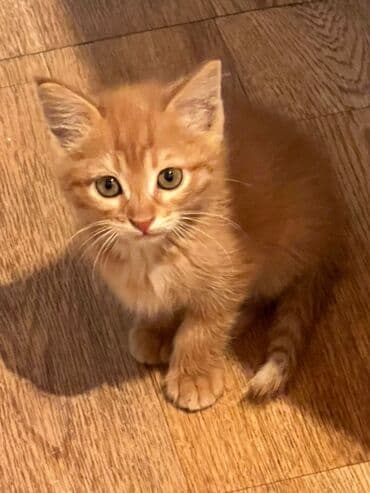 британская короткошерстная кошка золотая шиншилла: Мышык бекер берилет: Породасыз, 3 айлык, Эркек, Лотокко барууга үйрөтүлгөн, Курттардан тазаланган — 1