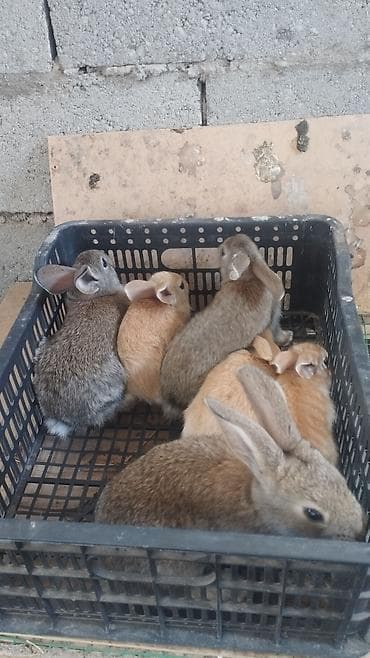 тун азык: Сатам | Коендун бөжөктөрү | Көбөйтүү үчүн | Асыл тукумдуу — 3