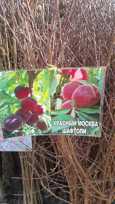 арпа продаю: Көчөттөр сатылат заказ алабыз оптом баада Узбекстандан келет — 5