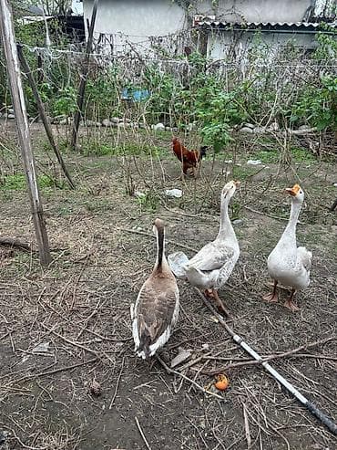 Домашние гуси, стадо из 3 голов. - Породы/окрасы: два