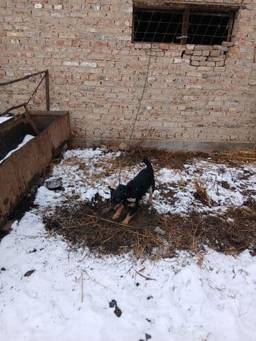 Иттер: Щенок небольшого размера, черный с подпалом. Уши стоячие/полустоячие — 8