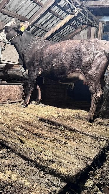 где купить утят: Продаю | Бык (самец) | На откорм | Привязанные — 3