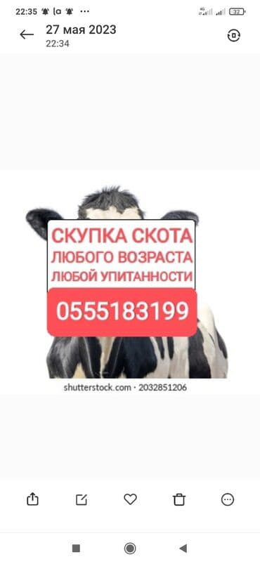 ферма: Сатып алам | Уйлар, букалар, Жылкылар, аттар | Күнү-түнү, Бардык шартта, Союлган