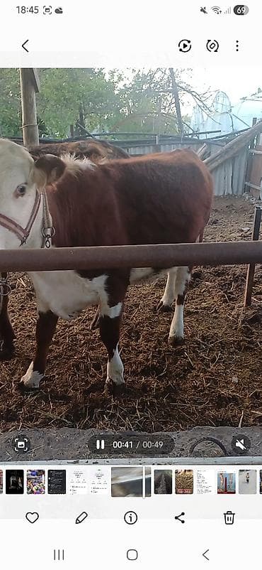 Продаю | Корова (самка) | На откорм | Привязанные