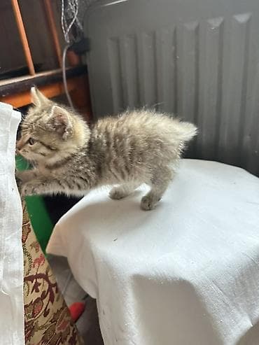 американская жесткошёрстная кошка: Кошка даром: Беспородная, 2 месяца, Девочка, Приучена к лотку — 7