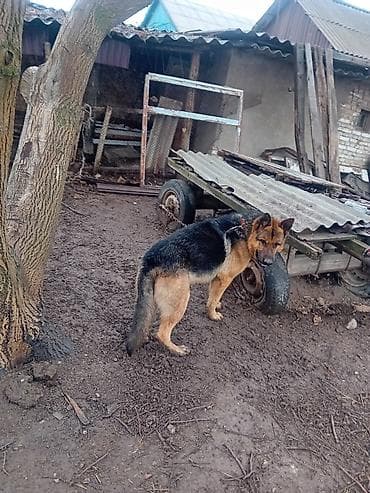 собака породы йоркширский терьер: Немецкая овчарка - Порода: немецкая овчарка (чёрно-рыжий окрас). - — 2