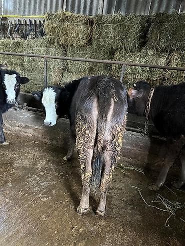 Кемирүүчүлөр: Сатам | Музоо | Аргын | Бордоп семиртүү үчүн | Байланган — 3