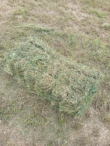 Беде прец сатылат полядан бугун престелди кургак, жаанга тийген эмес