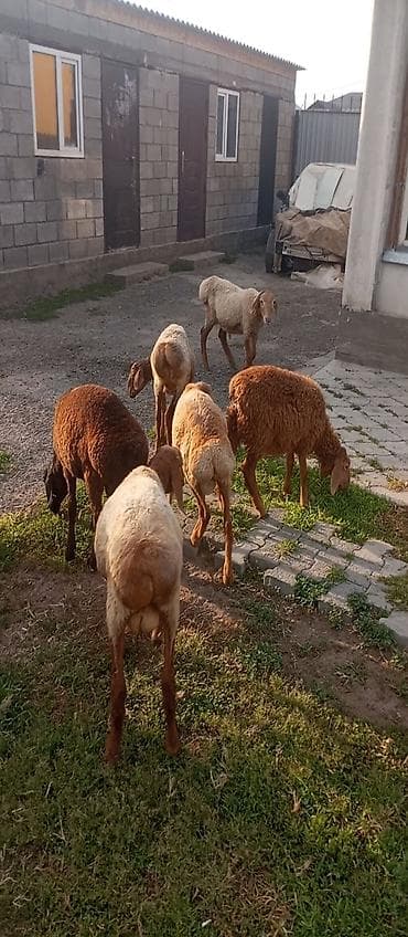 купить кролик: Продаю | Баран (самец) | На забой — 4