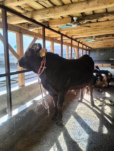 Продаю | Бык (самец) | На откорм | Племенные