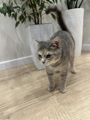 big 6: Кошка даром: Беспородная, 7 месяцев, Девочка, Приучена к лотку — 7