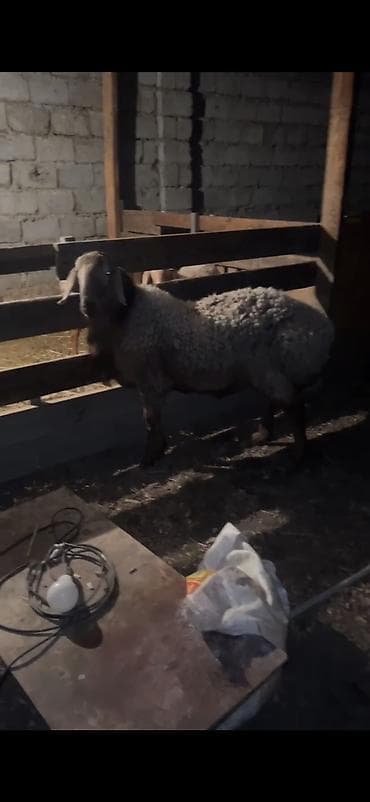 бирки для овец: Продаю | Овца (самка) | Для разведения | Племенные — 2