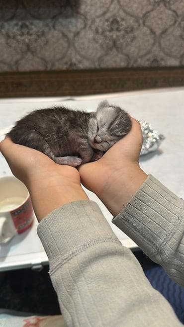 когтеточка: Породистые котята от шотландской кошки (скоттиш-фолд) окраса — 3