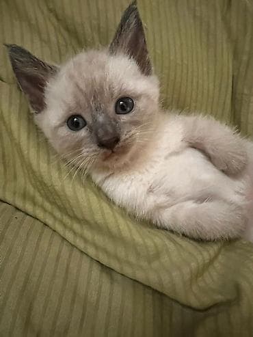 кошка сфинкс с шерстью: Кошка даром: Сибирская, Девочка — 2
