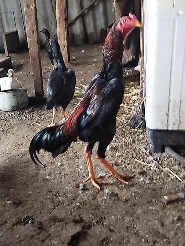 Кошки: Продаю | Петух | Бойцовая | Для разведения — 9