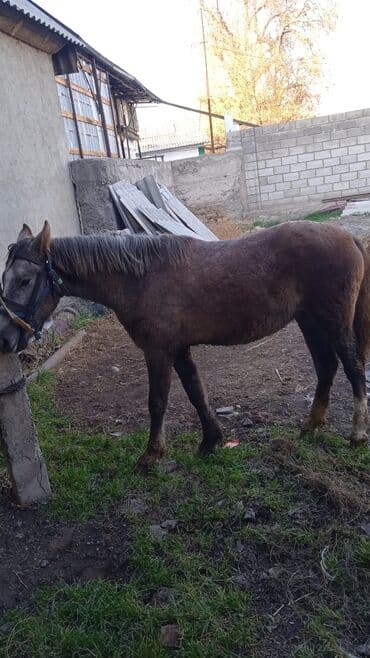 Собаки: Продаю | Жеребец | Кара Жорго | Рабочий | Племенные — 3