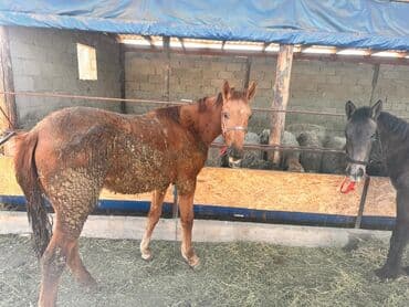 возьму собаку в добрые руки: Продаю | Кобыла (самка) | Полукровка | На забой — 1