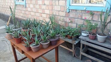 Продам цветы от 50до 200сом