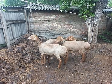үй жаныбарлар: Сатам | Ургаачы кой (ургаачы), Козу | Арашан | Көбөйтүү үчүн | Асыл тукумдуу, Бооз, Ургаачы — 6
