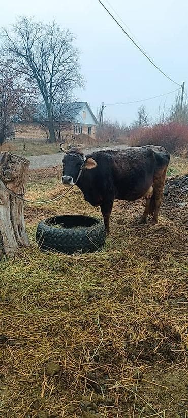 коровы ленинское: Продаю | Корова (самка) | Для разведения | Привязанные — 3
