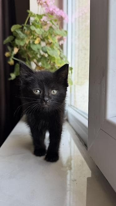где взять котенка: 2 месяца, Девочка — 6