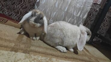 кролик купить декоративный: Продам декоративных кроликов — 2