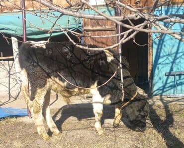 корм для домашних животных: Продаю | Бык (самец) | Голштин | На откорм | Привязанные — 3