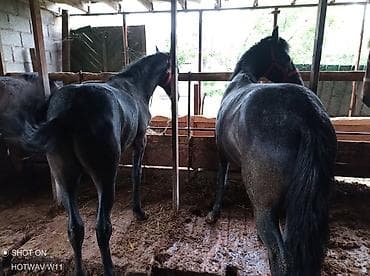 кунаи: Продаю | Жеребенок | Рабочий — 5