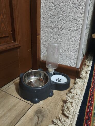 домик для кота: 4 месяца, Мальчик, Приучена к лотку — 2