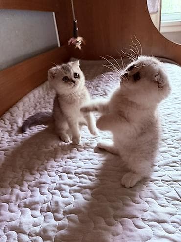 Мышыктар: Чистокровные шотландские вислоухие котята 🐾(Scottish Fold) — 10